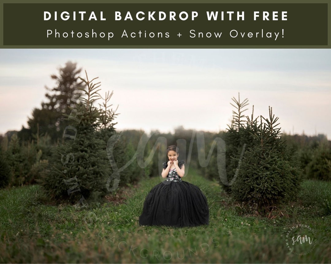 Evergreen Christmas Tree Farm, Pine Tree Background, Christmas Backdrop