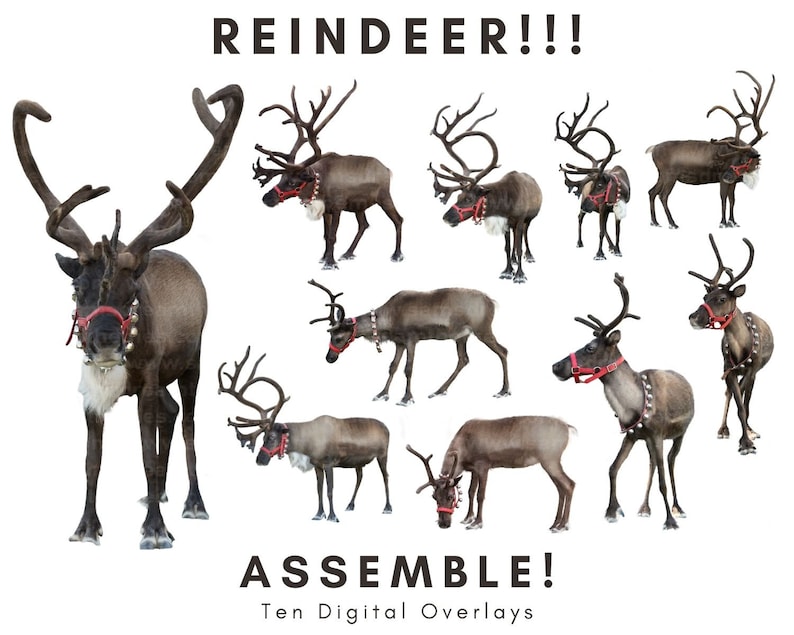 10 Reindeer Digital Overlays PNG Bundle