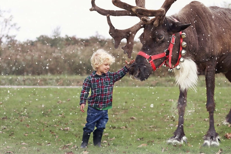 10 Reindeer Digital Overlays PNG Bundle