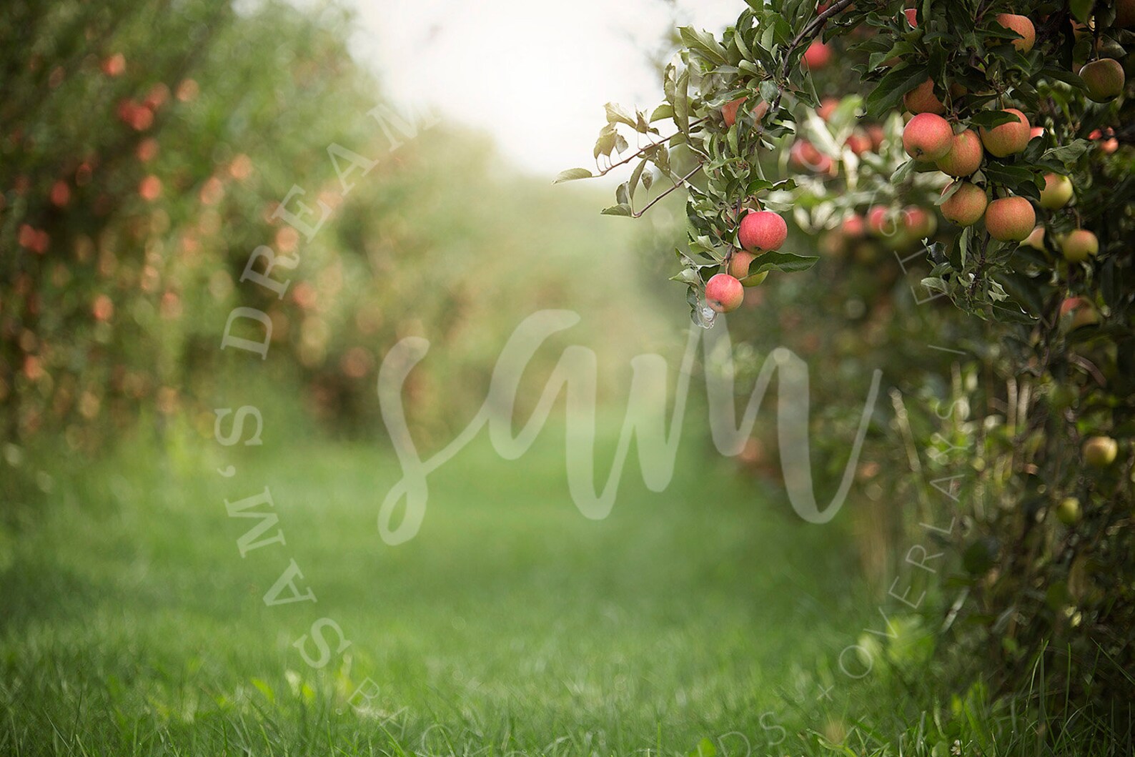 6 Apple Orchard Digital backdrops Apple Orchard digital | Etsy