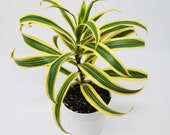 Dracaena Plant - 39 Song of India 39 4 quot Pot Live Plant Home and Garden Plants