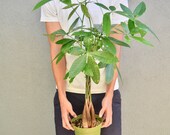 Money Tree - Pachira Braid - Bonsai Plant 6 quot Pot Live Plant 2.5 Feet Tall