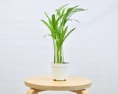 Areca Palm - In 4 quot Pot