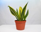 Snake Plant 39 Gold Flame 39 (Sansevieria) 6 quot Pot Live Plant Live Home and Garden Plants