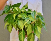 Philodendron Hederaceum 39 Brasil 39 6 quot Hanging Pot Live Plant