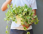 Pothos N 39 Joy Hanging - In 6 quot Pot Live Plant FREE Care Guide