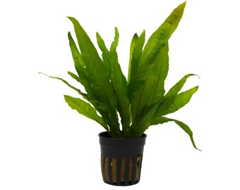 Java Fern Etsy