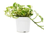 Pothos N 39 Joy 4 quot Pot Live Plant Home and Garden Plants