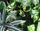 BULK - A GRADE Potted Plants - 5 Bulk Variety Pack - In 4 quot Pots