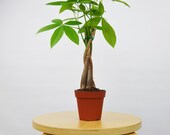 Money Tree - Pachira Braid 39 Guiana Chestnut 39 Bonsai Plant 4 quot Pot Live Plant Home and Garden Plants