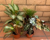 B GRADE Potted Plants - 4 Variety Pack - In 6 quot Pots