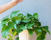 Golden Pothos Hanging - In 6 quot Pot Live Plant FREE Care Guide