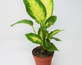 Dieffenbachia Camille Plant 4 quot Pot Live Plant