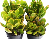 Jade Succulent Variety 4-Pack All Different Species 2 quot Pots