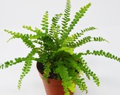 Lemon Butter Fern 4 quot Pot Live Plant House Plant FREE Care Guide