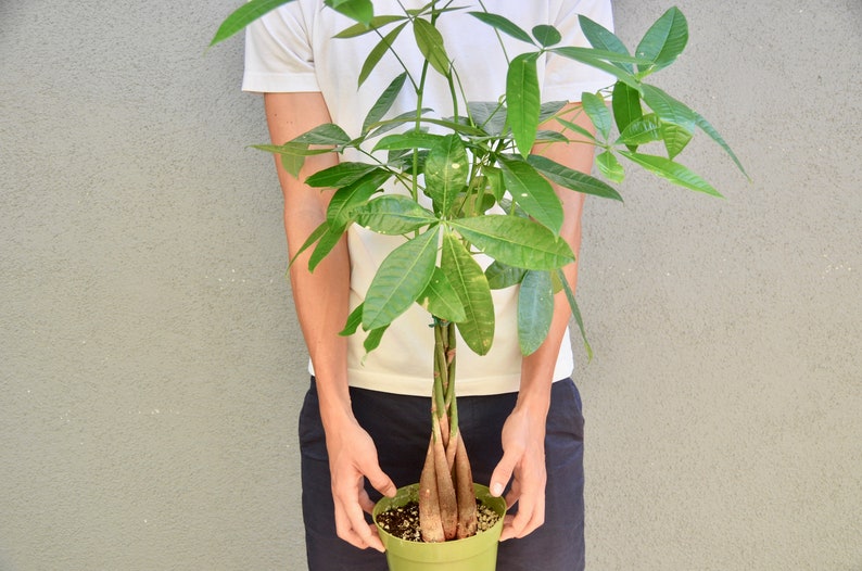 Money Tree Pachira Braid Bonsai Plant 6 Pot Etsy - 