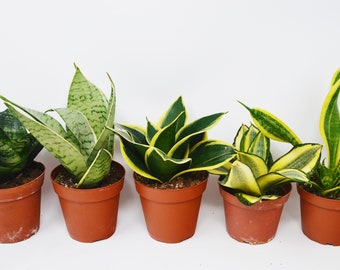 5 Snake Plant Variety (Sansevieria) / 4" Pot / Live Plant / Live Home and Garden Plants