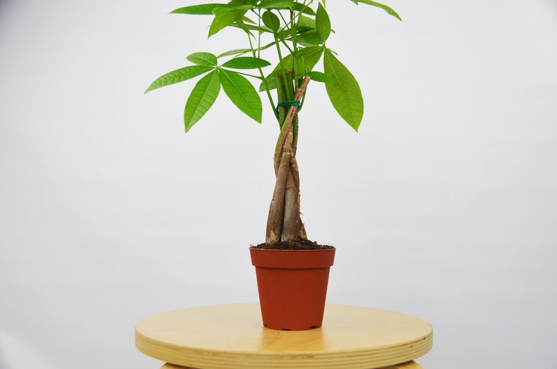 Money Tree Pachira Braid Guiana Chestnut Bonsai Plant 4 Po - 