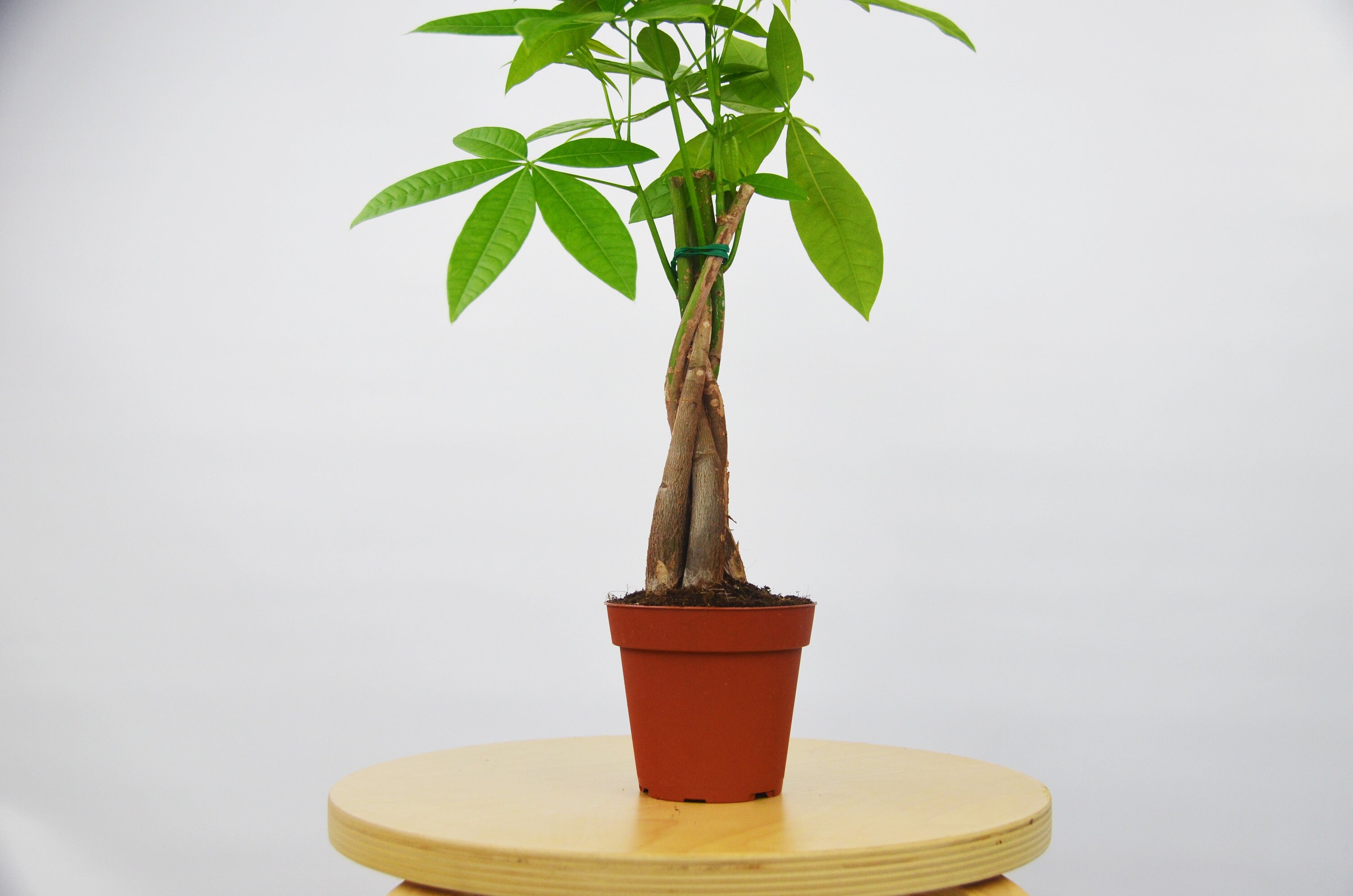 Bonsai Live Plant Pachira Braid Free Care Guide 4 Pot Money Tree Gardening Plants Seeds Bulbs Svanimal Com