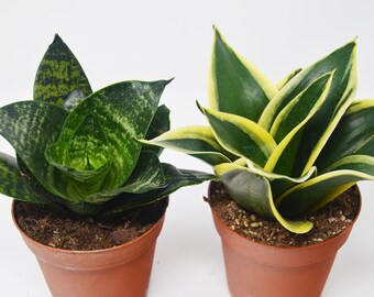 2 Snake Plant Variety (Sansevieria) / 4" Pot / Live Plant / Live Home and Garden Plants