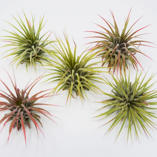 1 Air Plant Tillandsia Ionantha / 2 - 3 Inches Larg