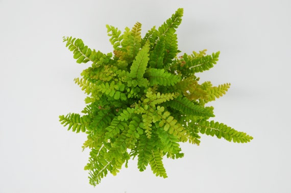 Live Plant Low Light 4 Pot Rosy Maidenhair Fern Free Care Guide