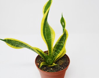 Snake Plant 'Twist' (Sansevieria) / 4" Pot / Live Plant / Live Home and Garden Plants