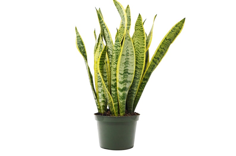 Snake Sansevieria Plant In 6 Pot Laurentii Etsy - 