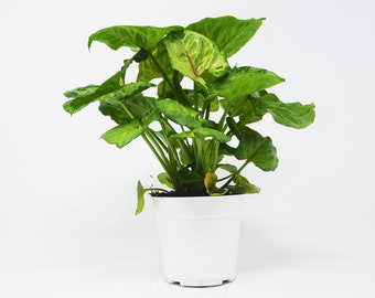 Syngonium Mango (Arrowhead Plant) / 4" Pot / Live Plant / Live Home and Garden Plants