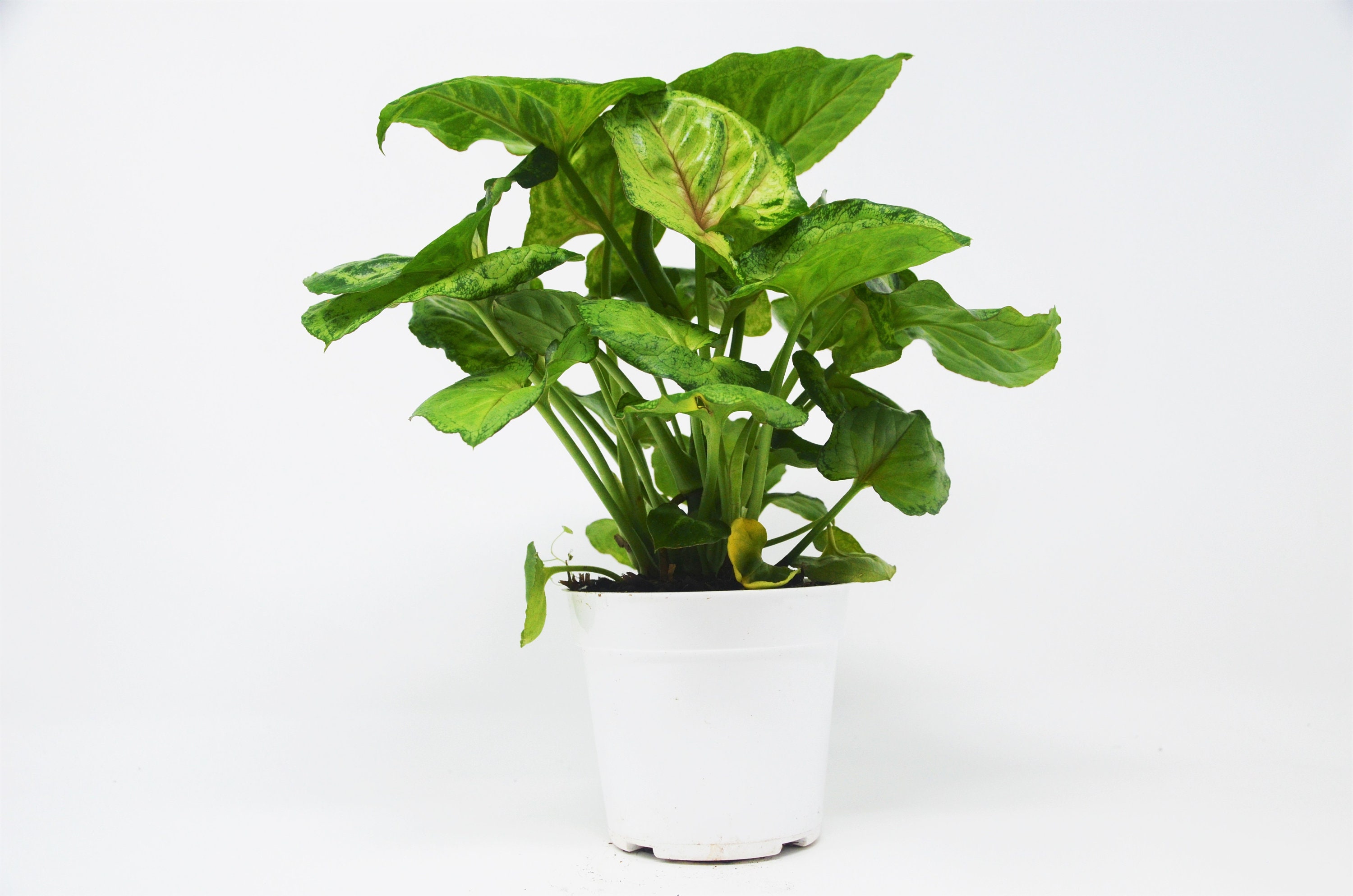 Syngonium in your home Syngonium in your home