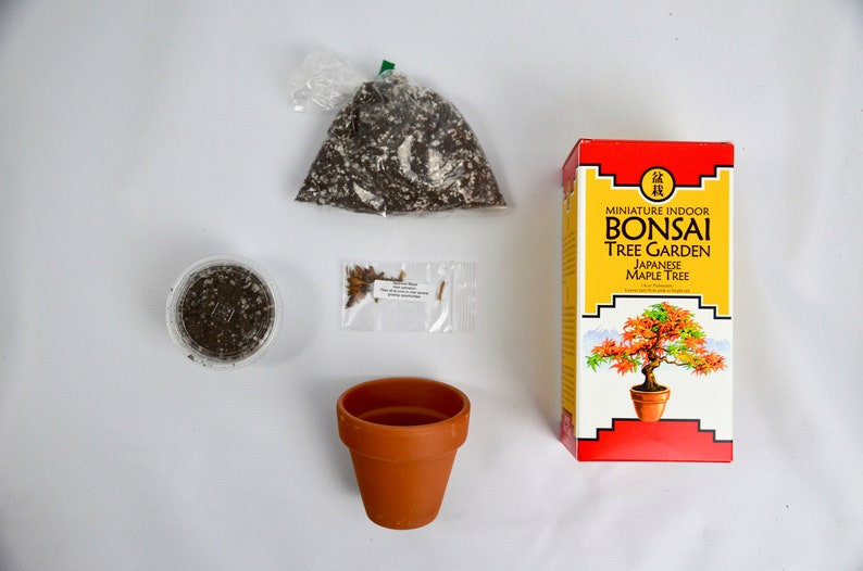 Bonsai Tree Garden Kit Diy Grow Kit With Japanese Maple Tree Etsy - image 0