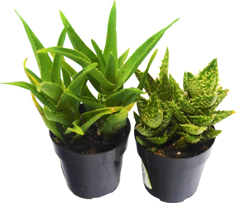 Aloe Vera Succulent 2 Pack All Different Species 2 5 Etsy