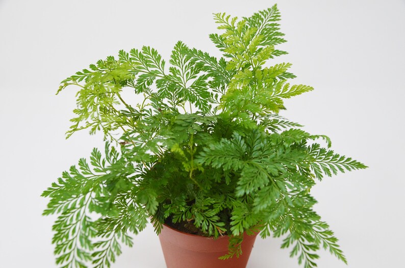 Free Care Guide Low Light 4 Pot Live Plant Rosy Maidenhair Fern