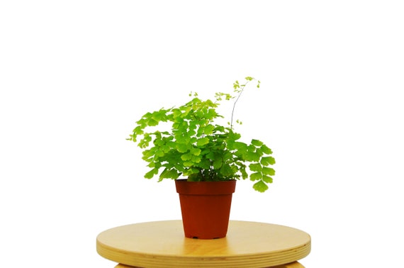 Rosy Maidenhair Fern 4 Pot Live Plant House Plant Etsy