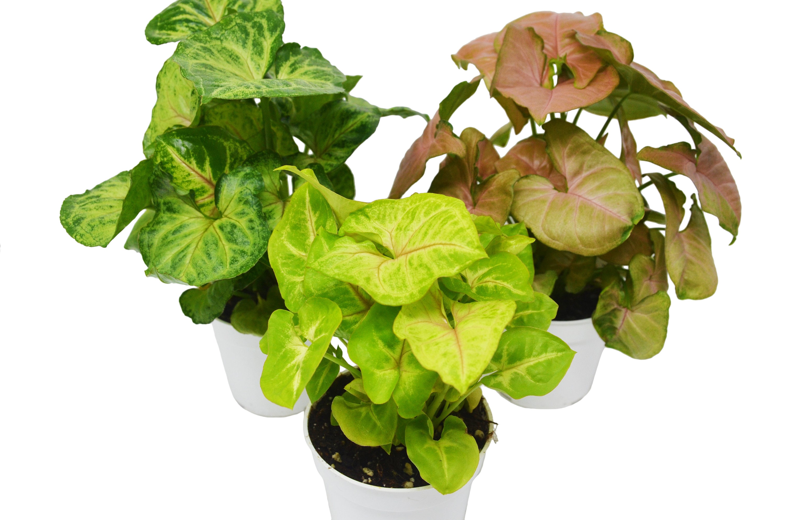 Houseplants 4 Different Syngonium Plants Arrowhead Plants