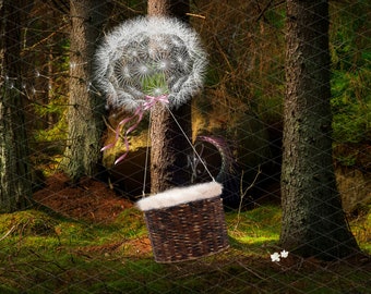 Dandelion balloon in the forest digital backdrop, digital background, Photoshop composite
