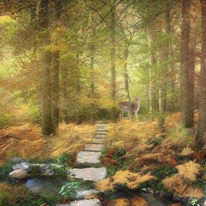 Fantasy magical woodland realm with stag/deer and stream, stepping stone path digital backdrop/background, Photoshop composite