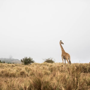 Giraffe auf Safari | Reisefotografie | Globale Fotografie | Bildende Kunst | Wohndekor | Wandkunst