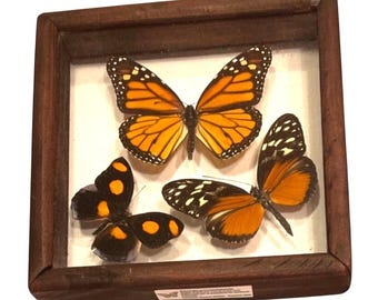 Farfalla tassidermizzata vintage incorniciata con monarca, tigre dalle ali lunghe e calzolaio greco