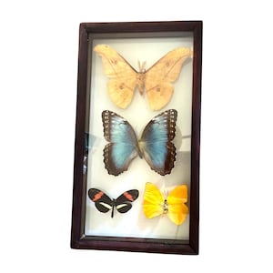 May include: A rectangular, dark-brown framed display case containing four preserved butterflies. The butterflies are various colors, including tan, blue, black, red, and yellow. The butterflies are arranged in a vertical row, with a glass front.