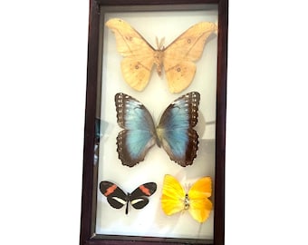 Exhibición de mariposas disecadas vintage, 4 ejemplares, incluyendo una mariposa morfo grande, 11x6 pulgadas.