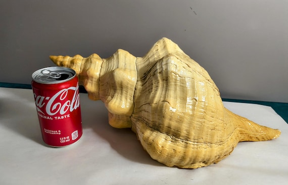 Florida Horse Conch ancient Crown HUGE Southern Region, very old.