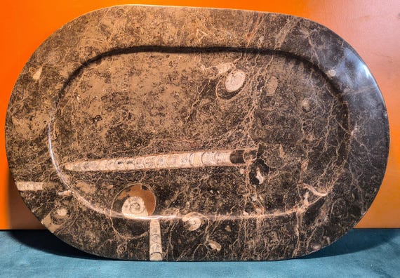 Platter Rare Natural Orthoceras Fossilized