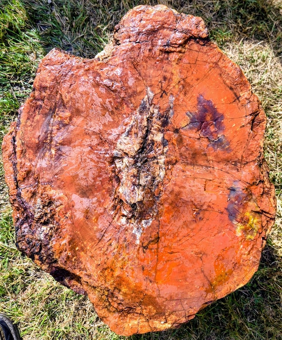 Large  16" x 14"  agatized Arizona Rainbow petrified stump, table, platform, column. from the Triassic period. Iron and manganese.