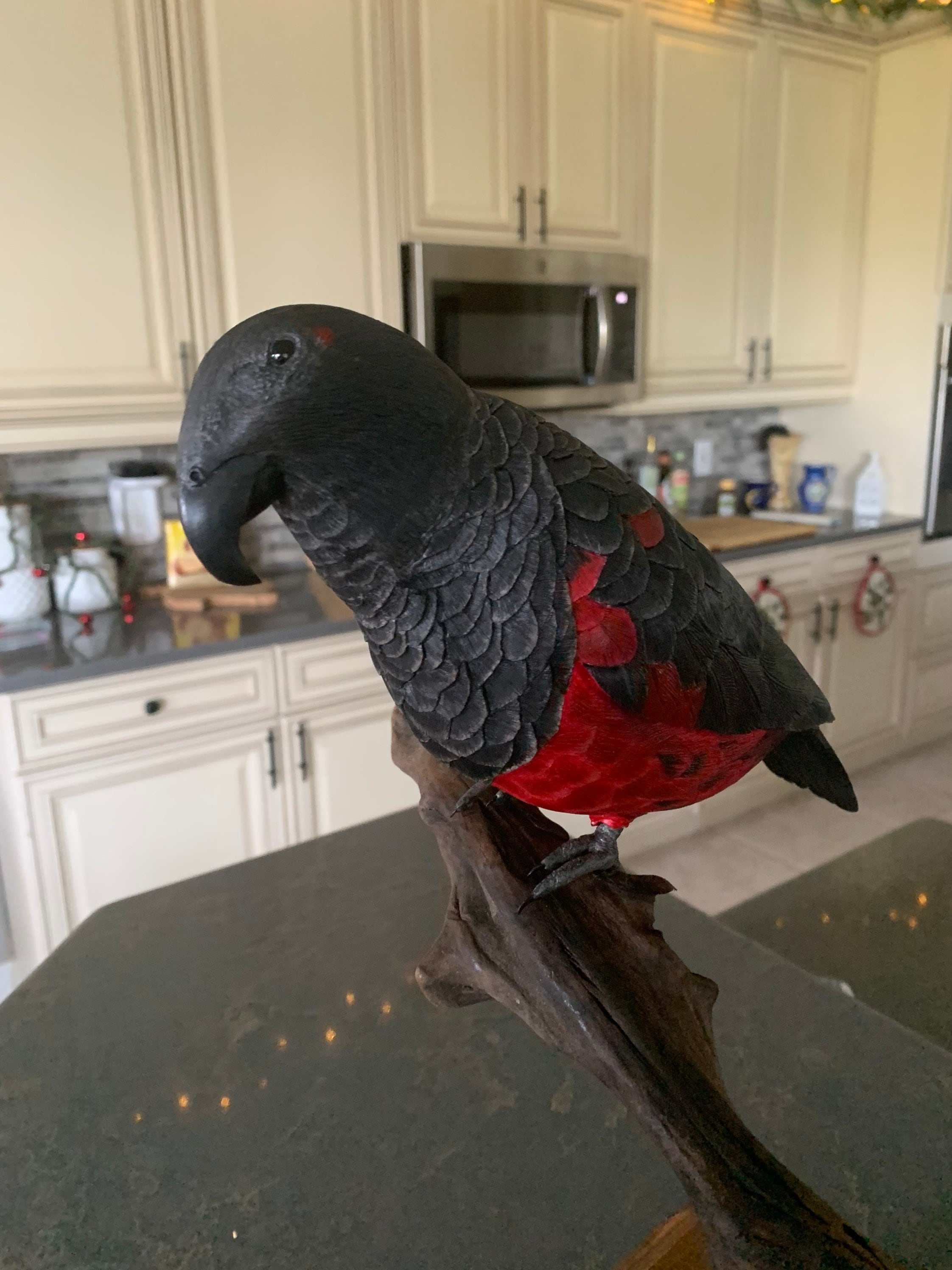 Dracula cheap parrot price