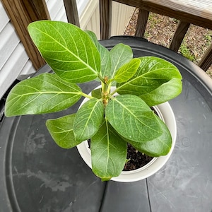 Puede incluir: Una planta de Ficus Altissima en maceta, con hojas grandes y verdes vibrantes y vetas prominentes. La planta está en una maceta de plástico blanco, sobre una superficie oscura. Las hojas tienen una textura brillante y la planta parece sana.