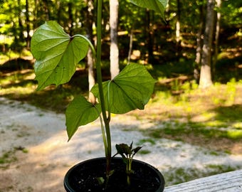 Planta trepadora de batata, de rápido crecimiento, rastrera, follaje colorido, maceta de 10 cm.