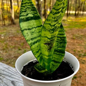 Puede incluir: Una planta de serpiente en una maceta blanca, con hojas a rayas verdes y amarillas. La maceta contiene tierra oscura. El fondo muestra una escena borrosa del bosque.