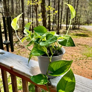 Marble Queen Pothos Plant, Easy Care Trailing Houseplant, 6" Pot