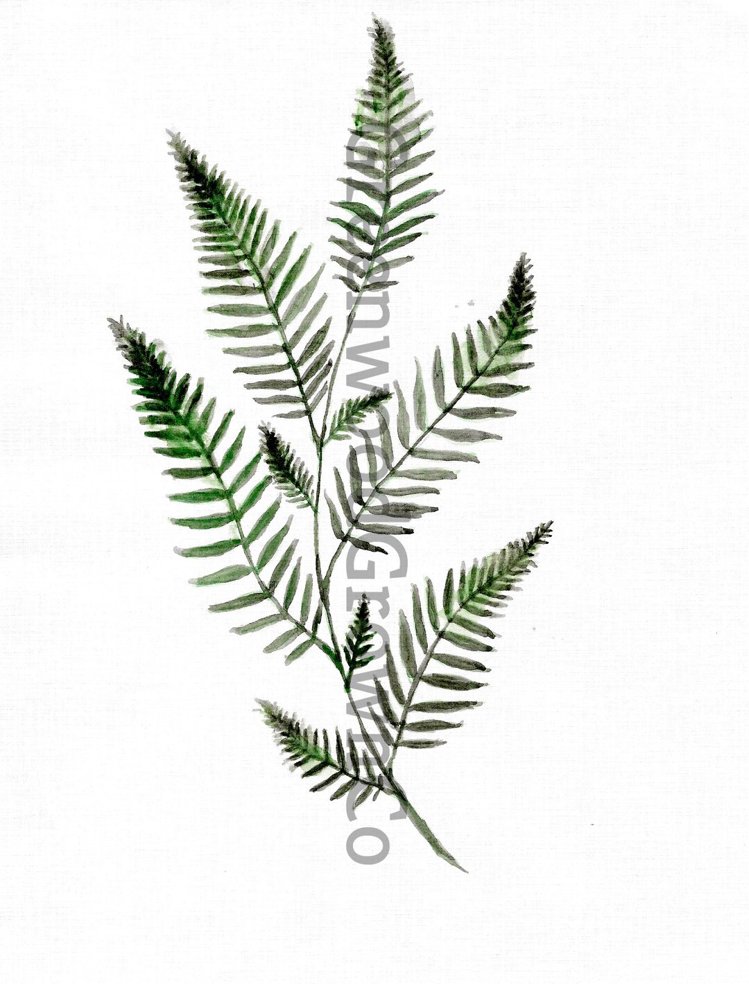 Watercolor Fern Printable - Etsy